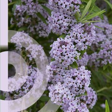 Buddleja alternifolia