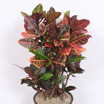 Codiaeum variegatum 'Petra'