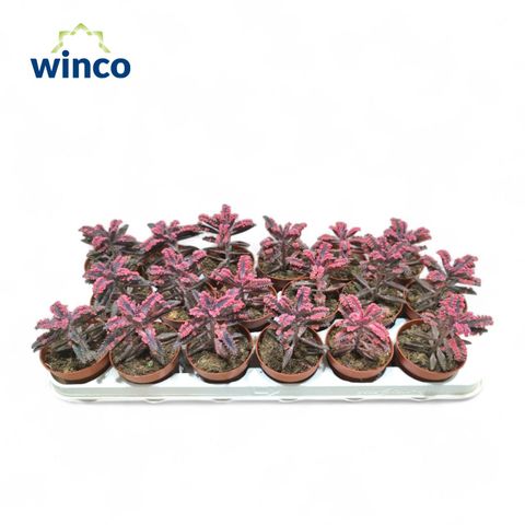 Kalanchoe daigremontiana 'Pink Butterflies'