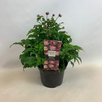 Anemone hupehensis FANTASY BELLE