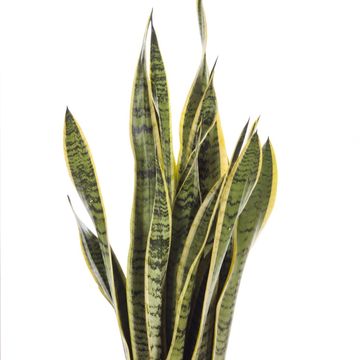 Sansevieria trifasciata 'Laurentii'