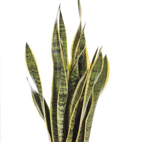 Sansevieria trifasciata 'Laurentii' — Plant Wholesale FlorAccess