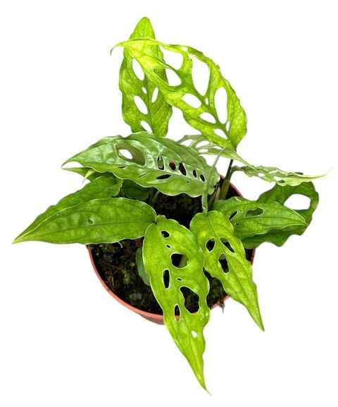 Μονστέρα obliqua 'Peru'