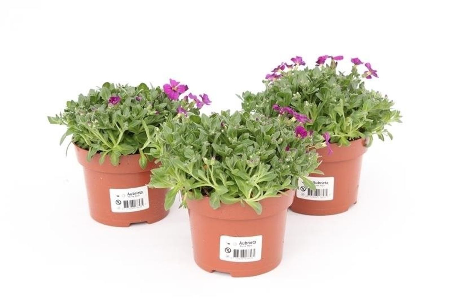 Aubrieta 'Royal Red' — Plant Wholesale FlorAccess