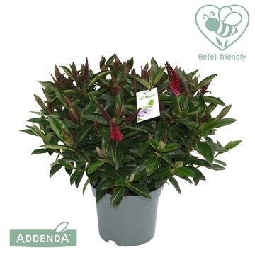 Hebe HEBEDONNA KAMILLA