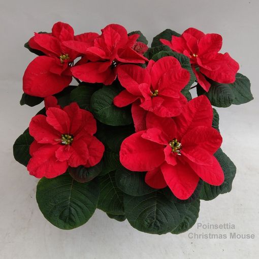 Euphorbia pulcherrima CHRISTMAS MOUSE