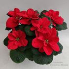 Euphorbia pulcherrima CHRISTMAS MOUSE