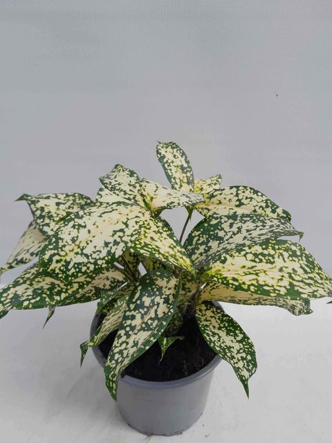 Dracaena surculosa 'Florida Beauty'