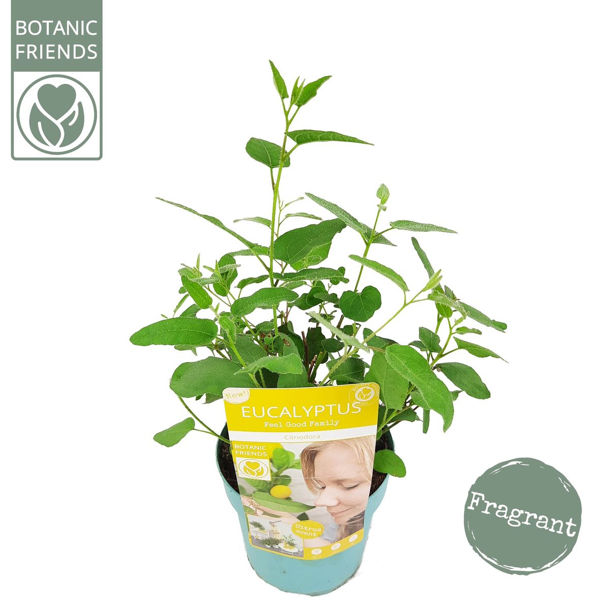 Eucalyptus citriodora — Plant Wholesale FlorAccess