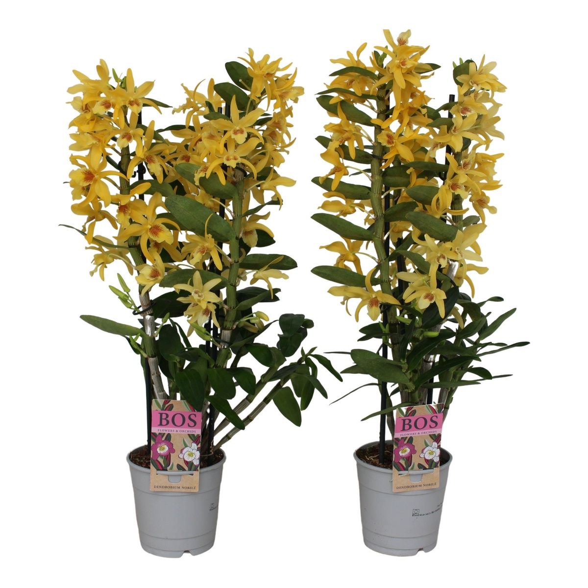 Dendrobium Nobile STAR CLASS CHYOMI Plant Wholesale FlorAccess