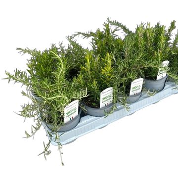 Rosmarinus officinalis MIX