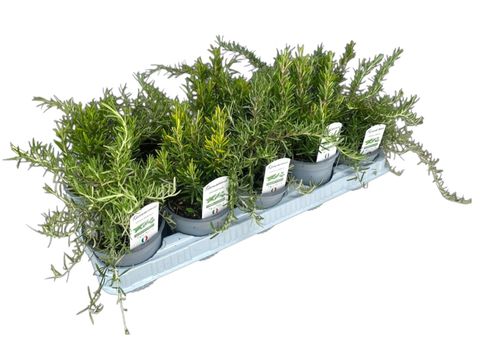 Rosmarinus officinalis MIX
