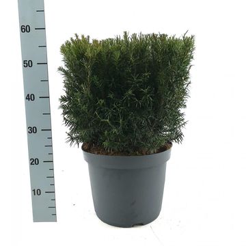 Taxus x media 'Groenland'