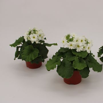 Primula obconica SWEET KISSES AMORE WHITE