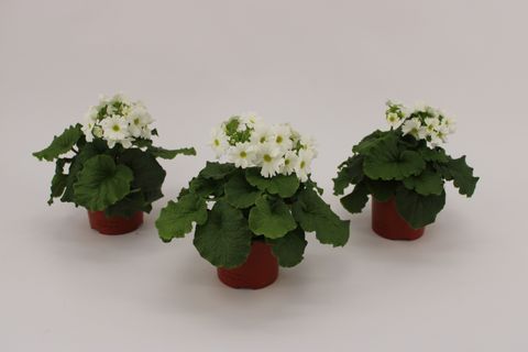 Primula obconica SWEET KISSES AMORE WHITE