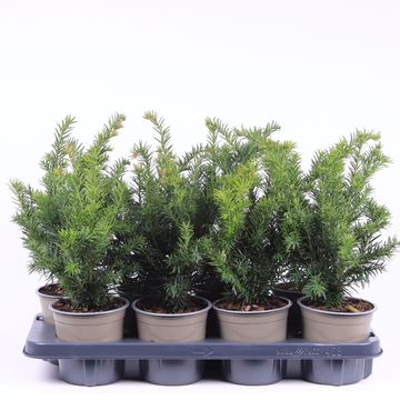 Taxus baccata 'Repandens'