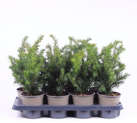 Taxus baccata 'Repandens'