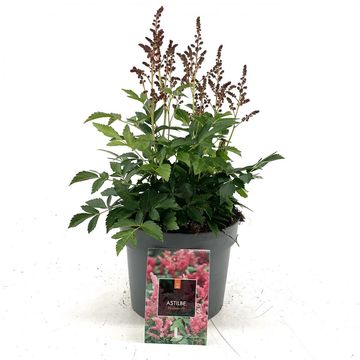 Astilbe SHORT 'N' SWEET FIREBERRY