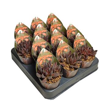 Echeveria 'Black Knight'