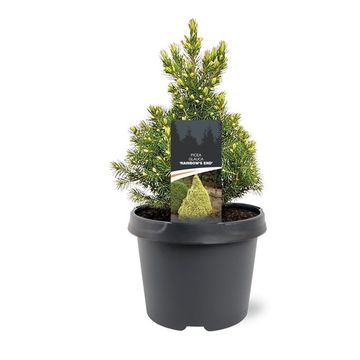 Picea glauca 'Rainbow's End'