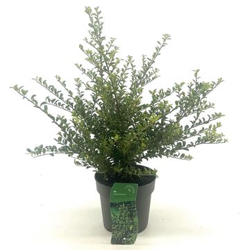 Ilex crenata 'Convexa'