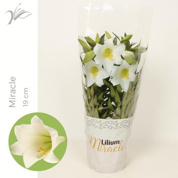 Lilium longiflorum 'Miracle'
