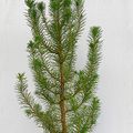 Pinus pinea