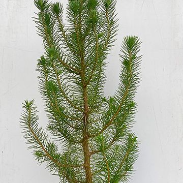 Pinus pinea