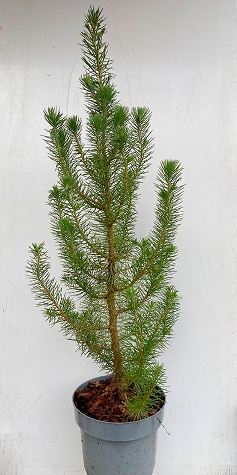 Pinus pinea