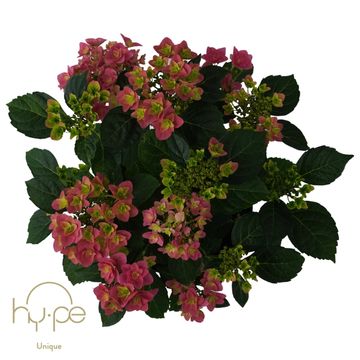 Hydrangea macrophylla 'Double Dutch Pink'