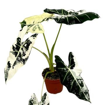 Alocasia micholitziana 'Frydek Variegata'