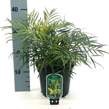Mahonia eurybracteata 'Soft Caress'