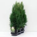 Thuja occidentalis 'Smaragd'