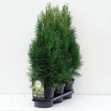 Thuja occidentalis 'Smaragd'