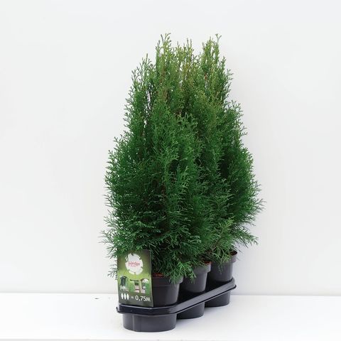 Thuja occidentalis 'Smaragd'