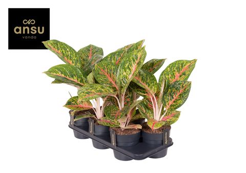 Aglaonema 'Spring Red'