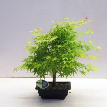 Acer palmatum 'Katsura'