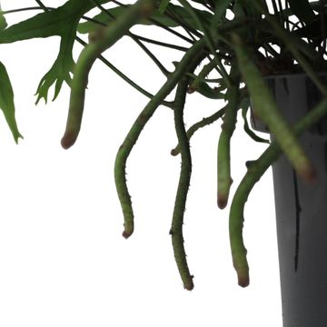 Microsorum diversifolium