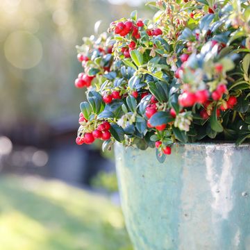 Vaccinium vitis-idaea FIREBALLS