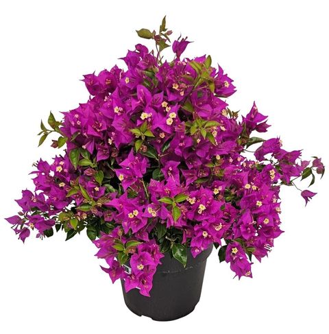 Bougainvillea 'Alexandra'