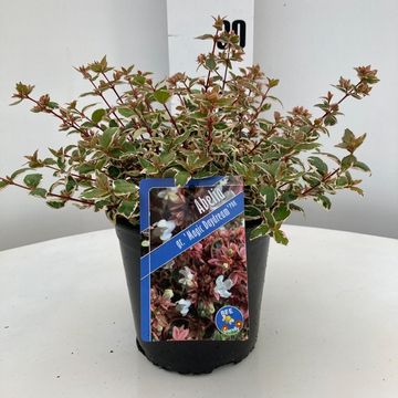 Abelia x grandiflora MAGIC DAYDREAM