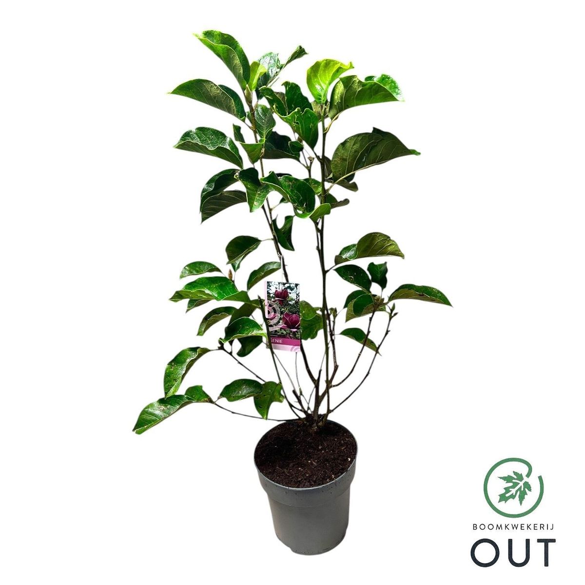 Magnolia 'Genie' — Plant Wholesale FlorAccess