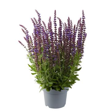Salvia nemorosa SENSATION COMPACT VIOLET