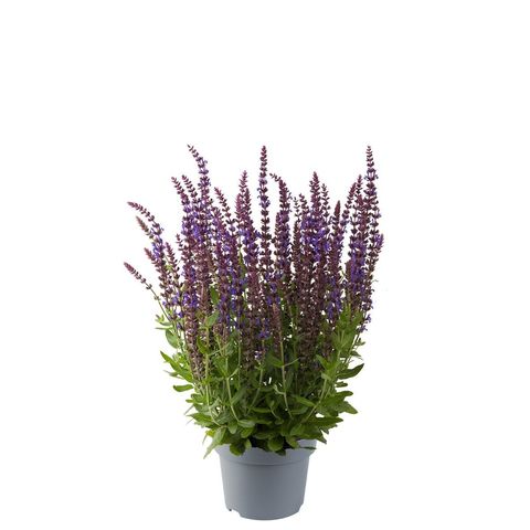 Salvia nemorosa SENSATION COMPACT VIOLET