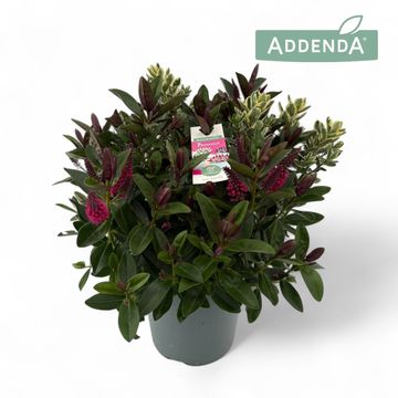 Hebe ADDENDA MIX