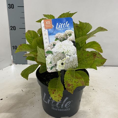 Hydrangea macrophylla 'Little White'