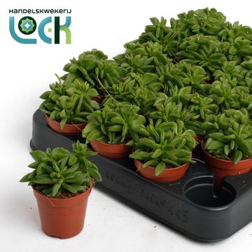 Peperomia ferreyrae 'Green Sparks'