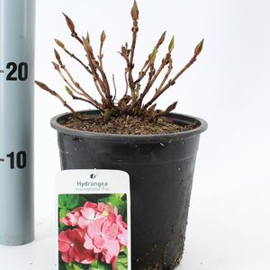 Hydrangea macrophylla 'Pia' (About Plants Zundert BV)