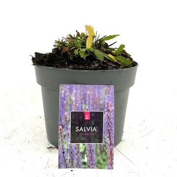 Salvia nemorosa 'Caradonna'