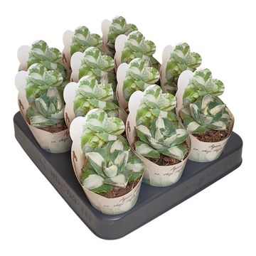 Agave potatorum verschaffeltii 'Shoji Raijin Mediopicta Alba'
